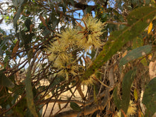 Load image into Gallery viewer, Yate Honey W.A. 500g (Eucalyptus Cornuta)
